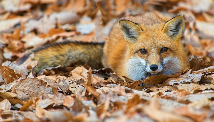 Closeup shot of a cute fox lying on the ground with fallen autumn leaves