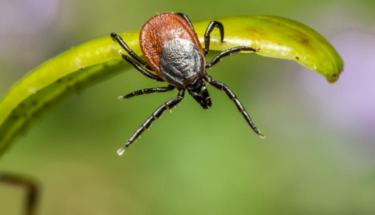 Brown Spider on Green Leaf