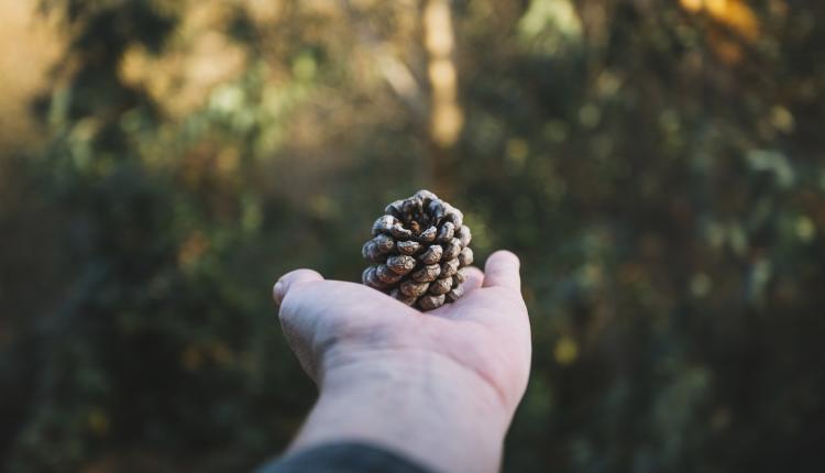 crop-hand-with-cone