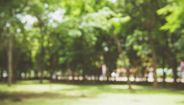 Blur nature green park with bokeh sun light abstract background.