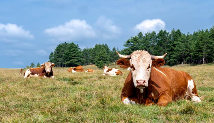 Cow resting on the grass-covered hills