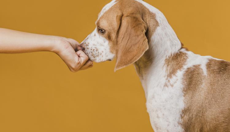 hand-touching-nose-adorable-dog