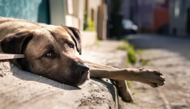 turkish-local-stray-dog-with-sad-eyes-looking-camera-street_1268-20131