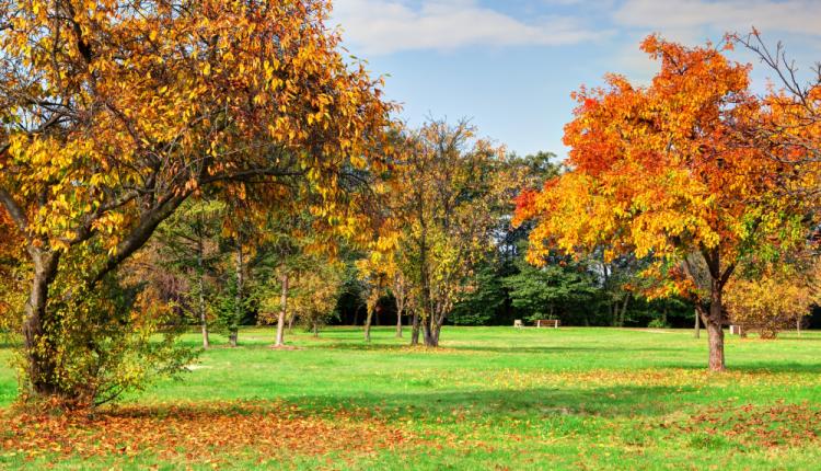 trees-in-a-beauty-park