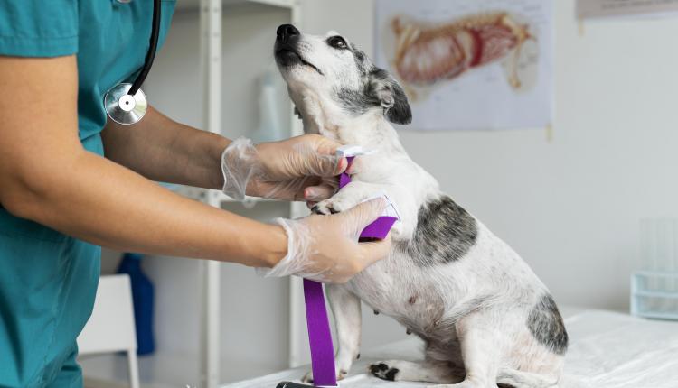 close-up-on-veterinarian-taking-care-of-dog