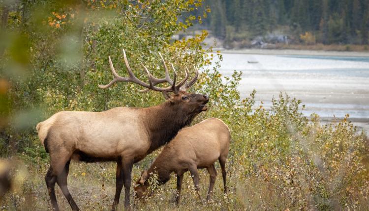 Elk (Cervus canadensis) bugling next to the river in the forest