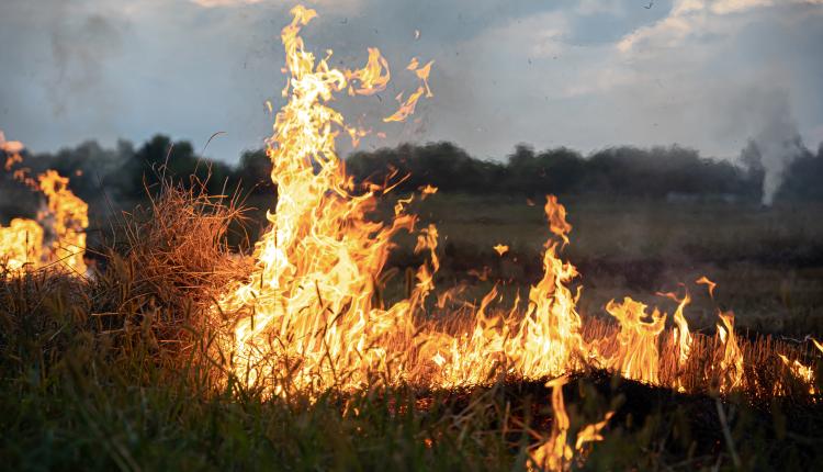 A fire burns in a field with dry grass.