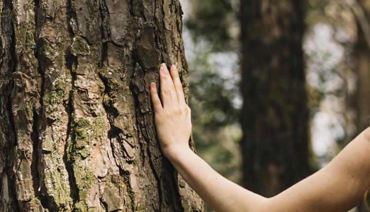 woman-touching-tree-with-hand