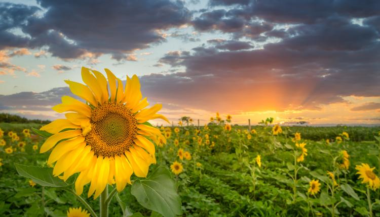 Closeup shot of a sunflower head with the field of many on the background