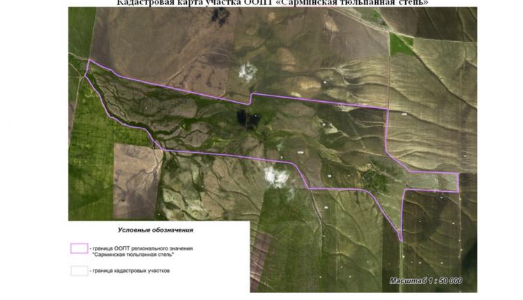 На территории области появилась еще одна особо охраняемая природная территория – «Сарминская тюльпанная степь»