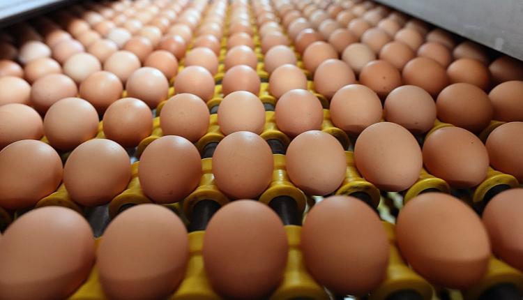 В 2024 году птицефабрики региона увеличили производство яиц на 29%