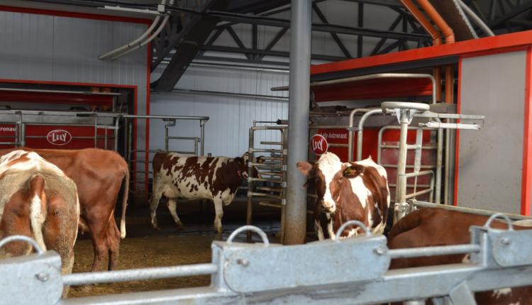 В Турковском районе к 2026 году появятся две новых фермы и молочный цех