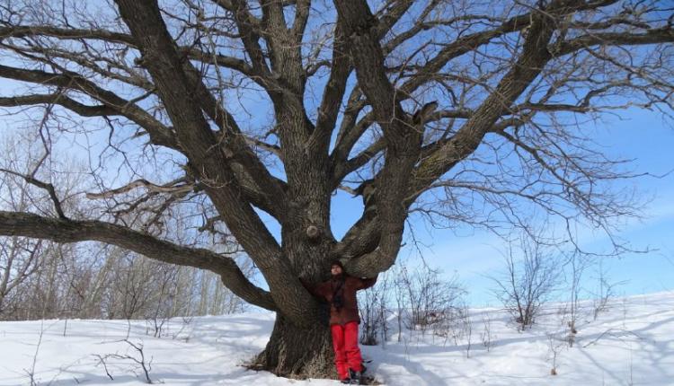 Саратовский дуб попал в национальный реестр старовозрастных деревьев России