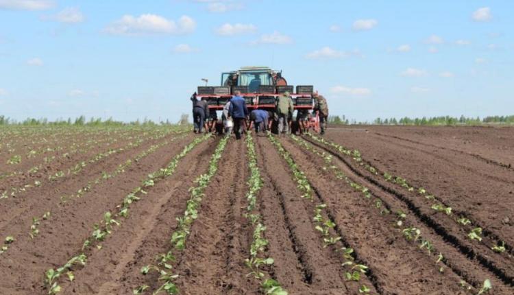В Энгельсском, Гагаринском, Аркадакском и Самойловском районах набирает обороты сев овощей
