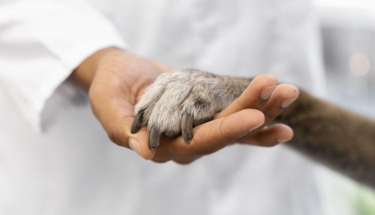 27 апреля отмечается Международный день ветеринарного врача