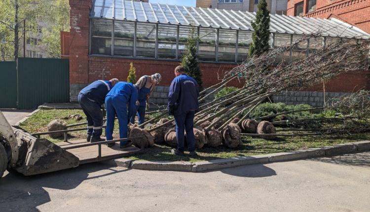 В Саратовском Городском парке высадили двадцатилетние дубы-крупномеры