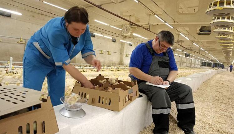 На Заволжскую птицефабрику поступило 16 тысяч суточных цыплят кросса Ломанн