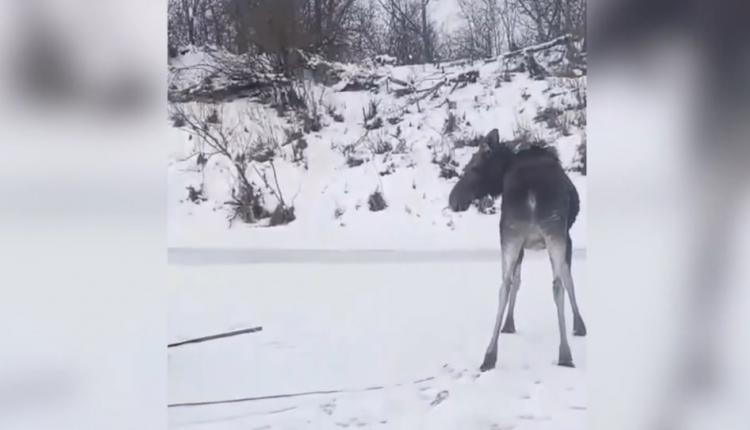 Это произошло в Лысогорском районе