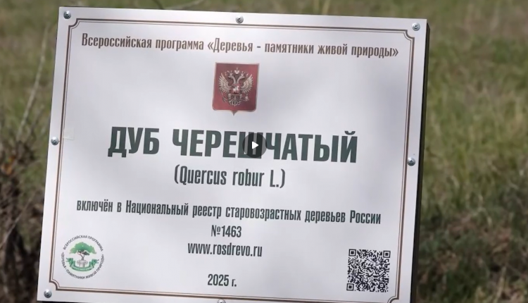 В Саратовской области возле дуба-старожила «Василич» появилась табличка с QR-кодом