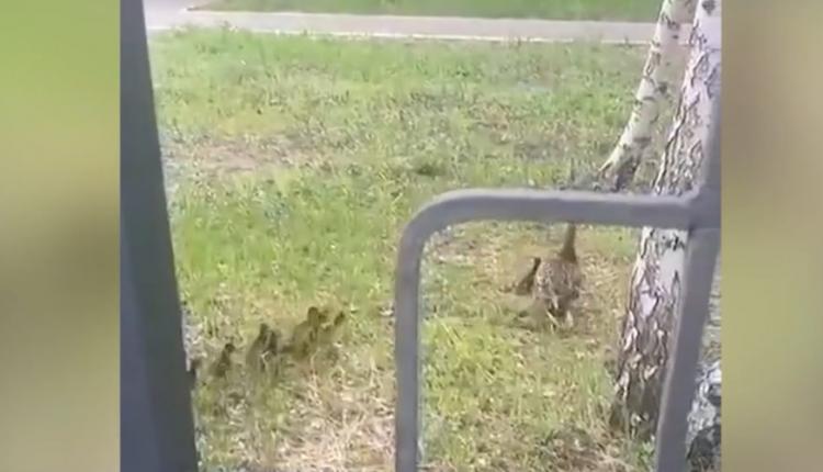 Мама-утка прогуливалась со своим выводком — их было около 9-ти