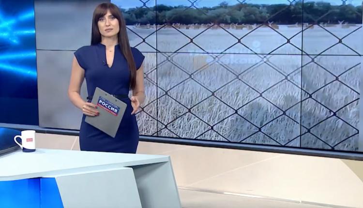 Замечены они были в Пугачевском районе региона около лесопосадки