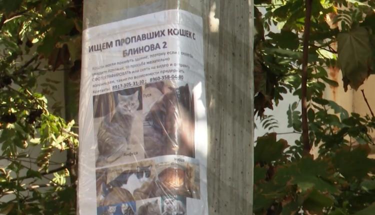 На руинах подъезда дома №2 по улице Блинова, разрушенного взрывом 25 июля, остаются кошки
