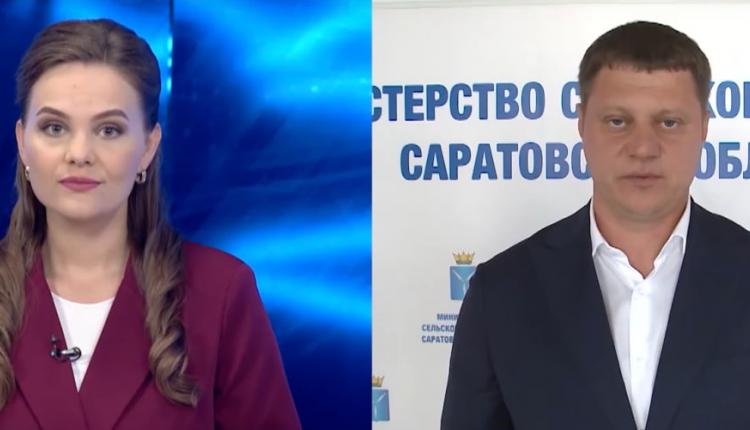 В большей части области собирают зерновые культуры