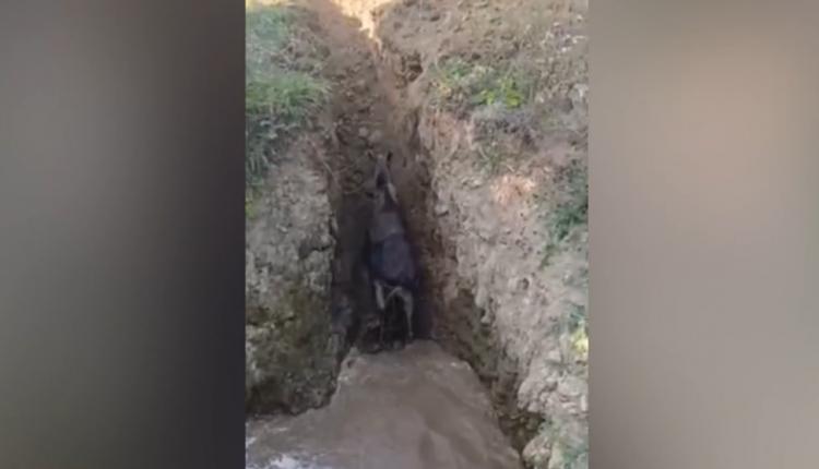 Спасением занималась местная коммунальная служба