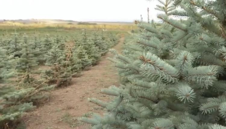Здесь для елей созданы все условия