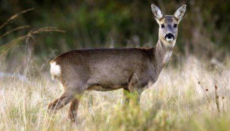 Браконьера оштрафовали за незаконную охоту