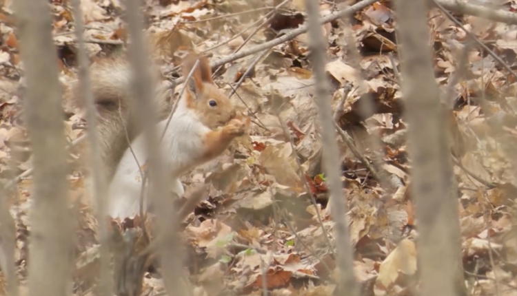 На финишной прямой. В Солнечном завершается 3-й этап развития парка у пруда «Семхоз»