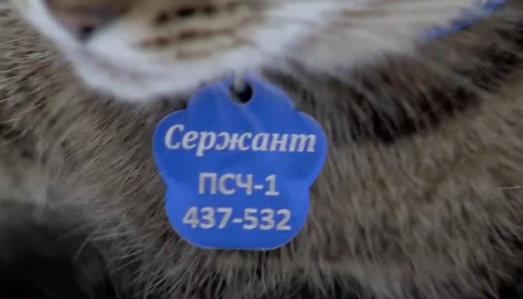 Это не только праздник, но и напоминание об ответственности за братьев наших меньших