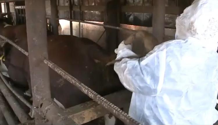 Комментарий начальника Управления ветеринарии Правительства Саратовской области А.А. Балалаева.