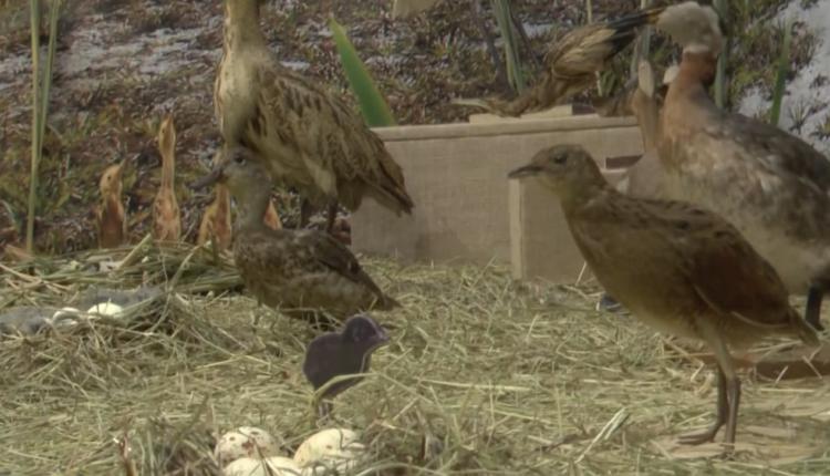 Сделать это можно, посетив одноименную выставку, которая открылась в музее краеведения