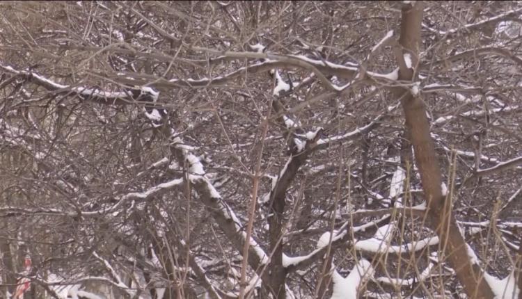 В Саратовской области завтра прогнозируют дождь со снегом и гололедицу
