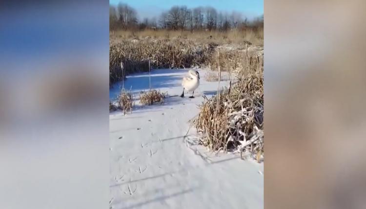 О птице, которая оказалась в беде, специалистам сообщили неравнодушные жители поселка Лысые Горы