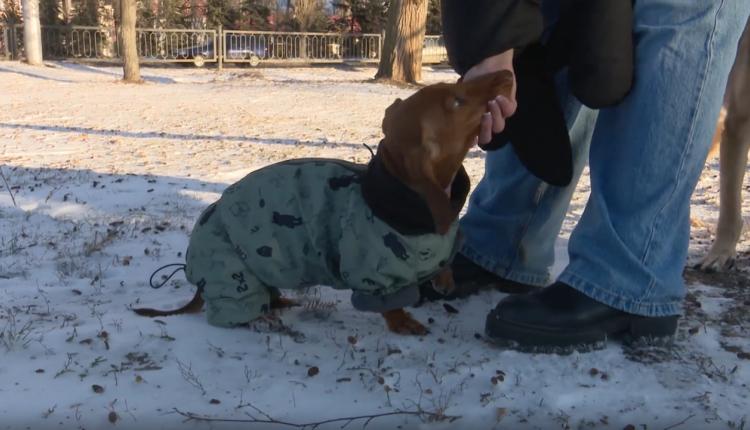 Именно так владельцы собак описывают прогулки со своими любимцами в зимнее время года