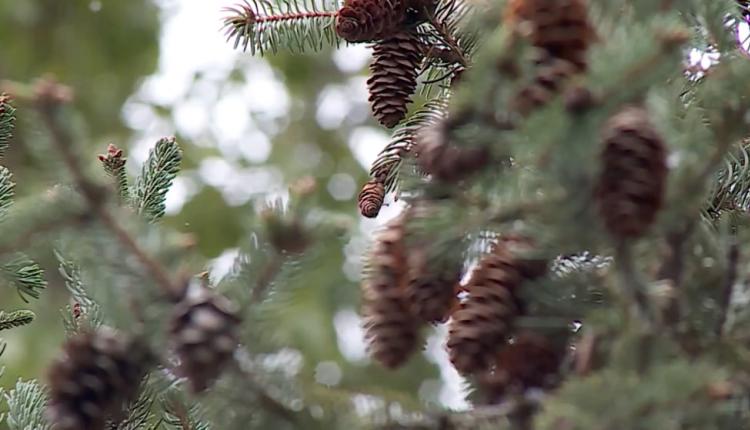 Снег, который выпал в минувшие дни, приближает настоящую зимнюю сказку