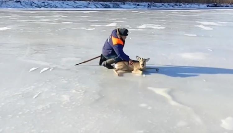 Животное каким-то образом оказалось на льду в акватории Волги