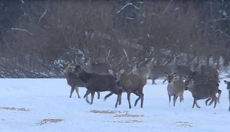 Причем не одна-две особи, а около полусотни редких птиц выбрали эту природную территорию как постоянное место обитания