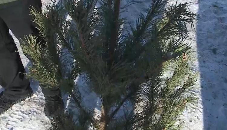 Саратовский «Экологизатор» впервые присоединился ко Всероссийской акции «Елковорот»