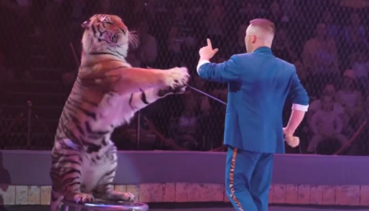 Легендарная фамилия Запашных в очередной раз доказала: это и есть настоящий цирк — мощный, красивый, живой