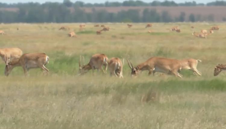 В нескольких приграничных районах Саратовской области снова пришли стада этих древних антилоп, пересекших российско-казахстанскую границу