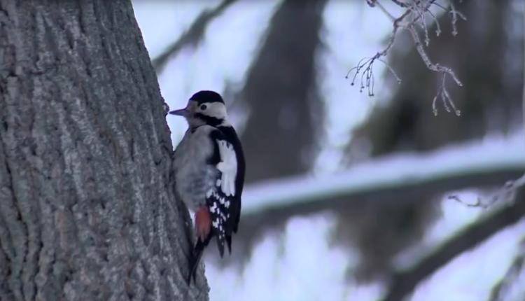 Зима прочно обосновалась в регионе