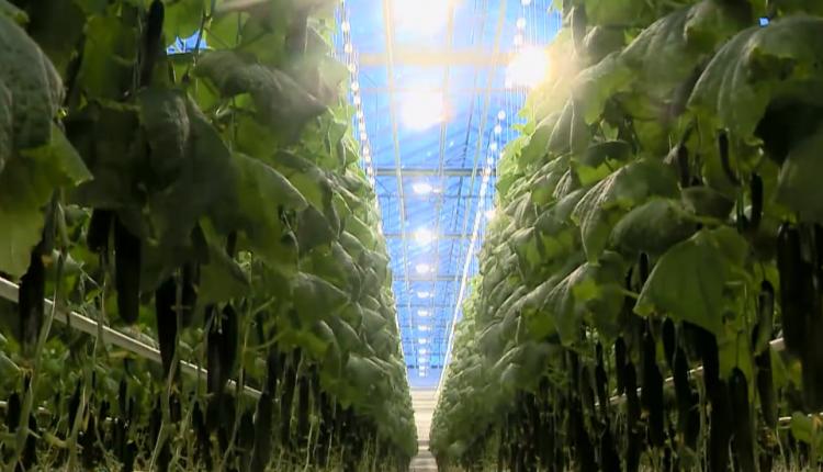 С начала года в Саратовской области выращено почти 2,5 тысячи тонн овощей защищенного грунта