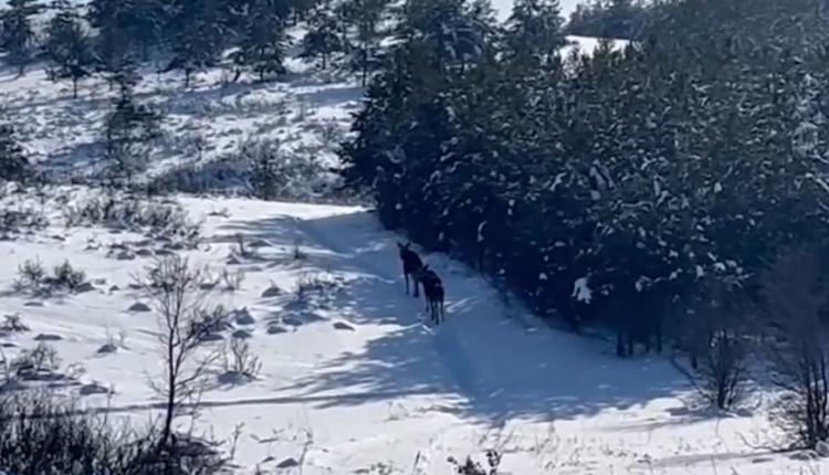 Он продлится до 15 марта