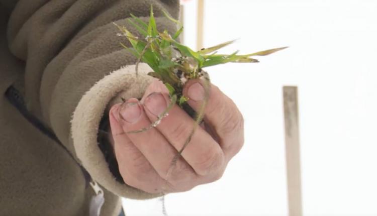 Сотрудники аграрного научного центра Юго-Востока провели оценку состояния культур