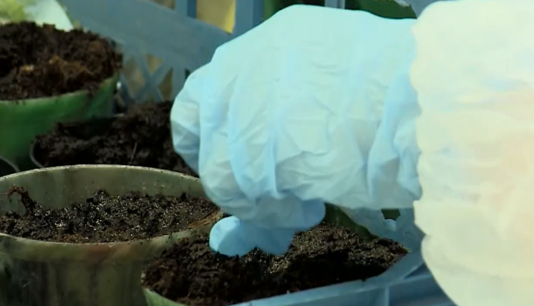 почва земля горшки удобрения саженцы