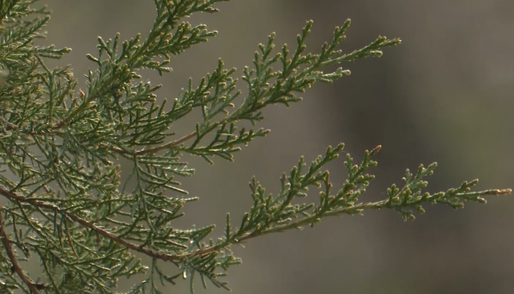 ветка дерево природа зелень гтрк
