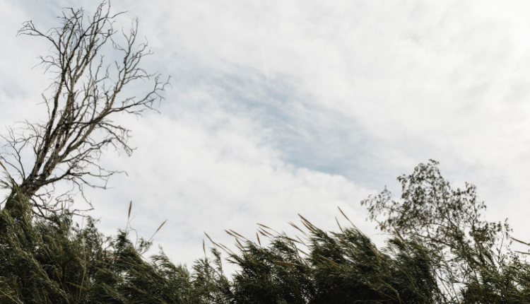 ветер природа погода freepik